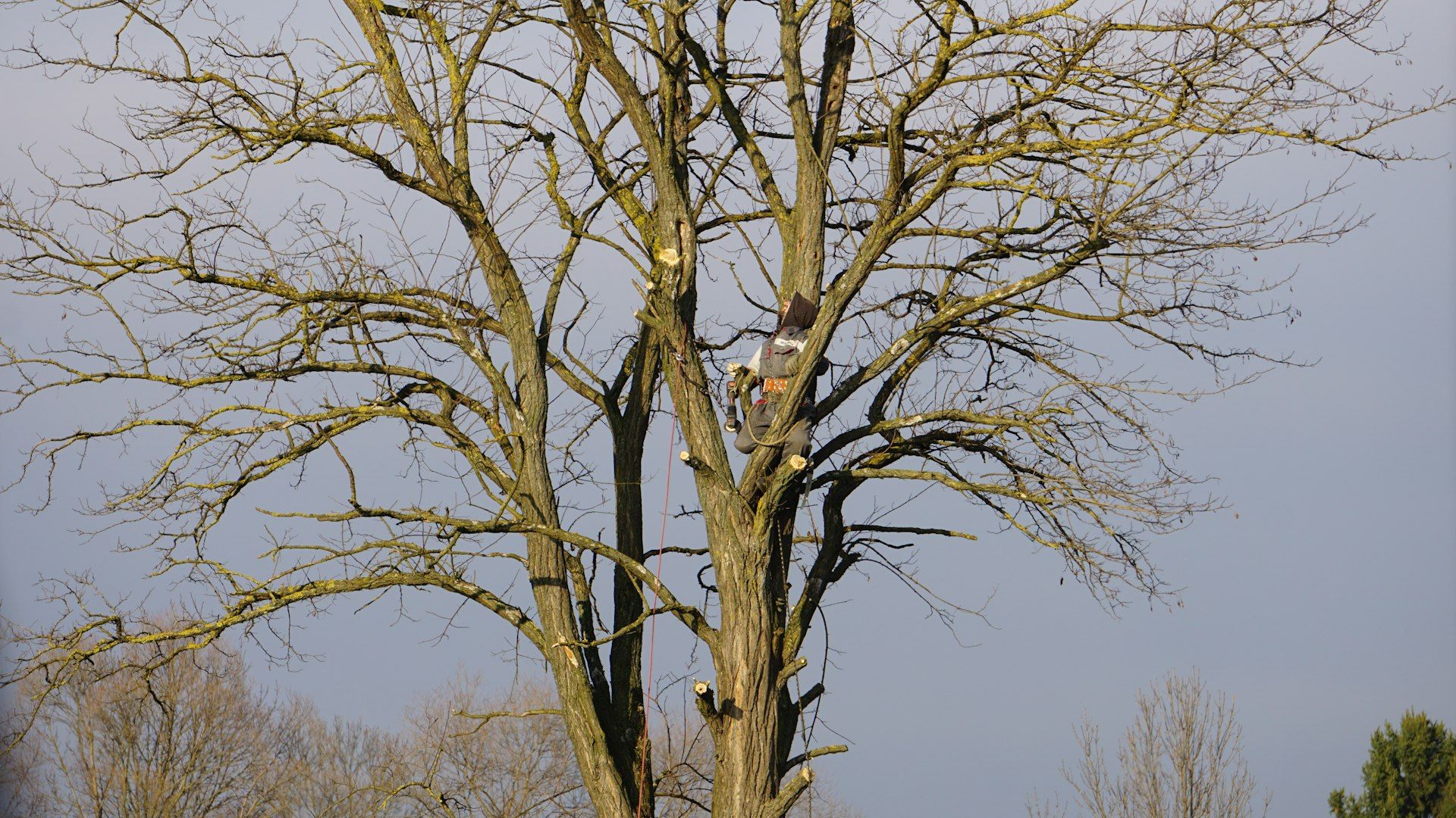 ISA Certified Arborist roped high in a tall tree during a removal, tools on the harness
