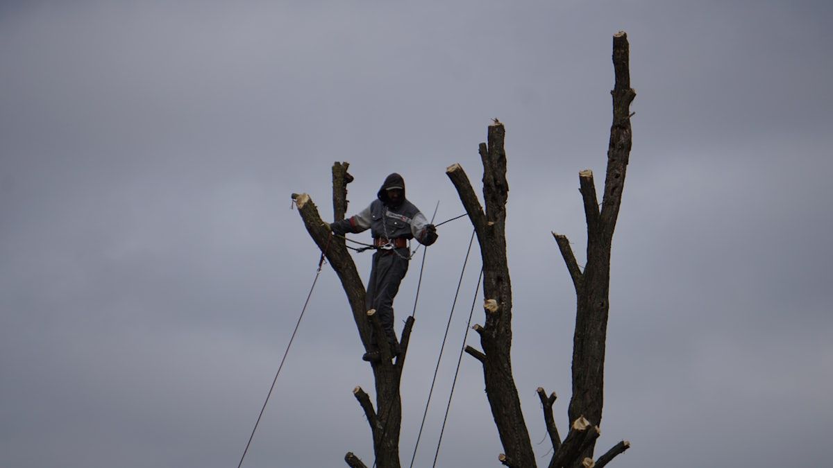 Roped arborist high in a tall tree making careful pruning cuts against the sky