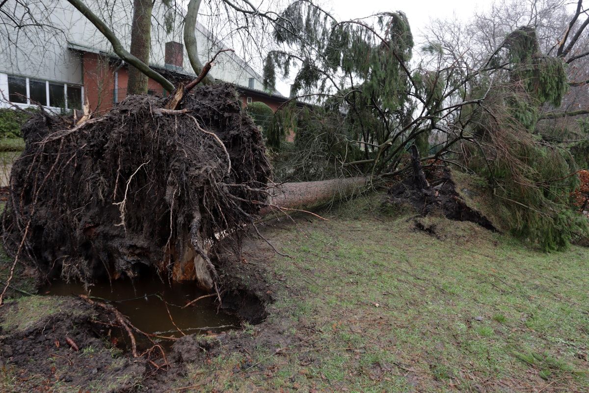 Large tree uprooted and toppled next to a house after a storm, ready for cleanup
